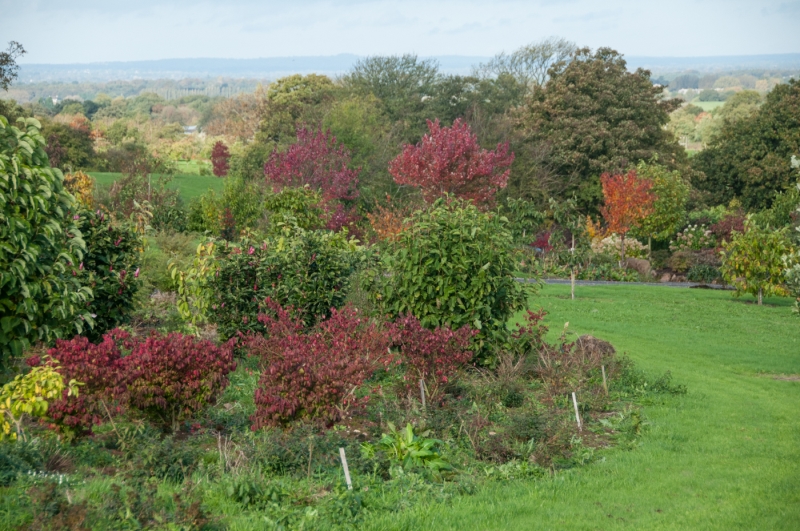 Cherry Tree Arboretum